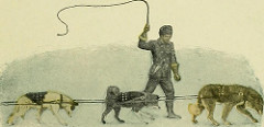 dogs being whipped, from Jack London's 'Call of the Wild'